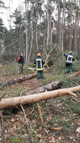 Begutachtung eines Baumes
